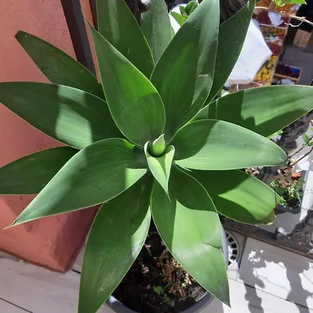 Il Diamante Frühstückspension Crotone